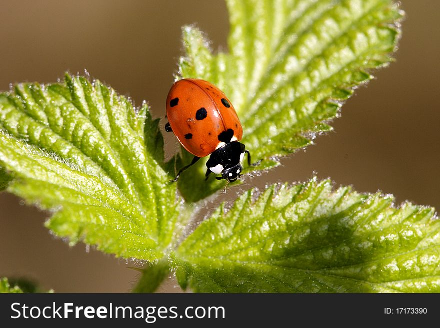 Close up view of a ladybug