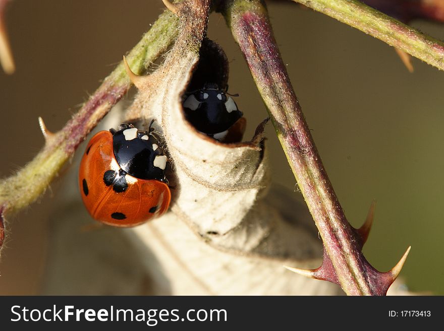 Close up view of a ladybug