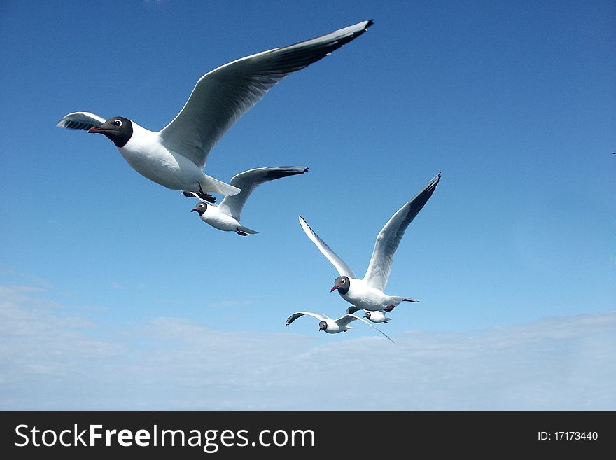 Near view of flying seagulls with blue sky in the background