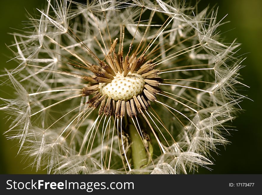Close up view of a dandelion