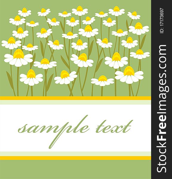 Postcard with a picture of chamomile field