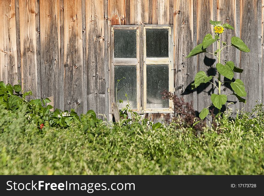 A window with a sunflower and weeds in Romania, Maramures. A window with a sunflower and weeds in Romania, Maramures.