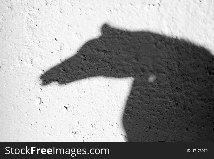 Shadow of animal on the wall