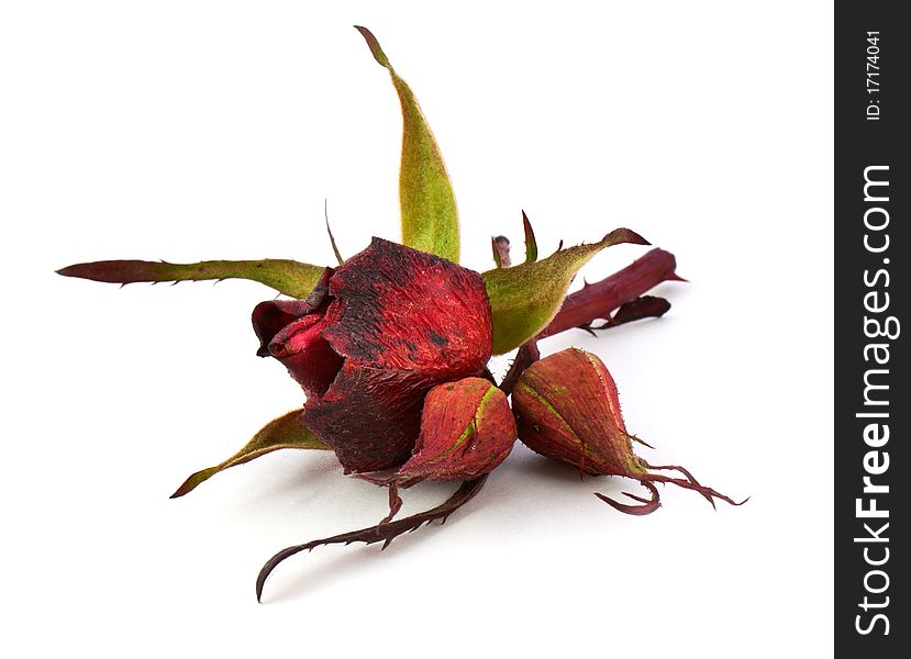 Dry rose isolated on white background