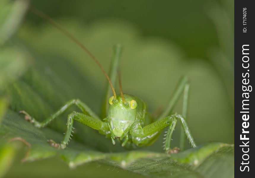 Grasshopper is sitting on a leaf