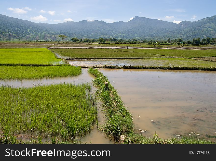 Flooded Rice Paddy ready for planting