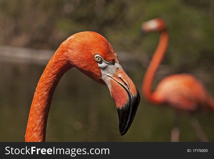 Head of a pink flamingo in the Mismayola Zoo, Puerto Vallarta, Mexico