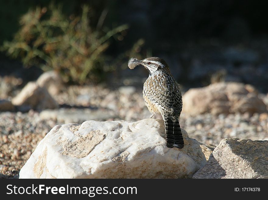 Cactus Wren with feather
