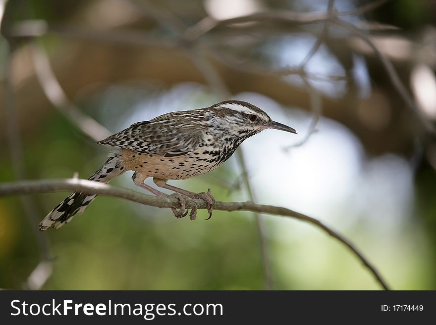 Cactus Wren (Campylorhynchus brunneicapilus) perched in a tree in the Sonoran Desert