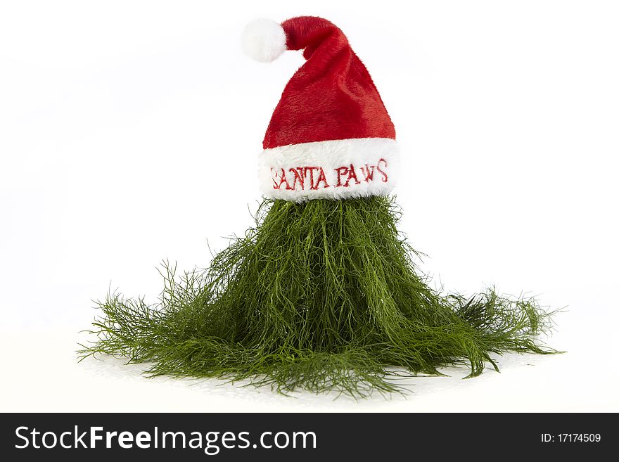 Christmas green dill on santa hat. Christmas green dill on santa hat