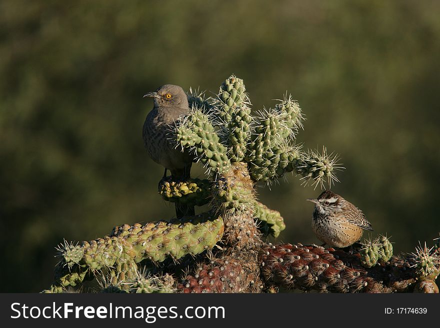 Curve-billed Thrasher and Cactus Wren share a cactus in Arizona