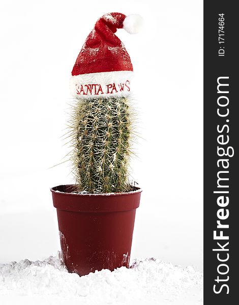 Cactus Santa