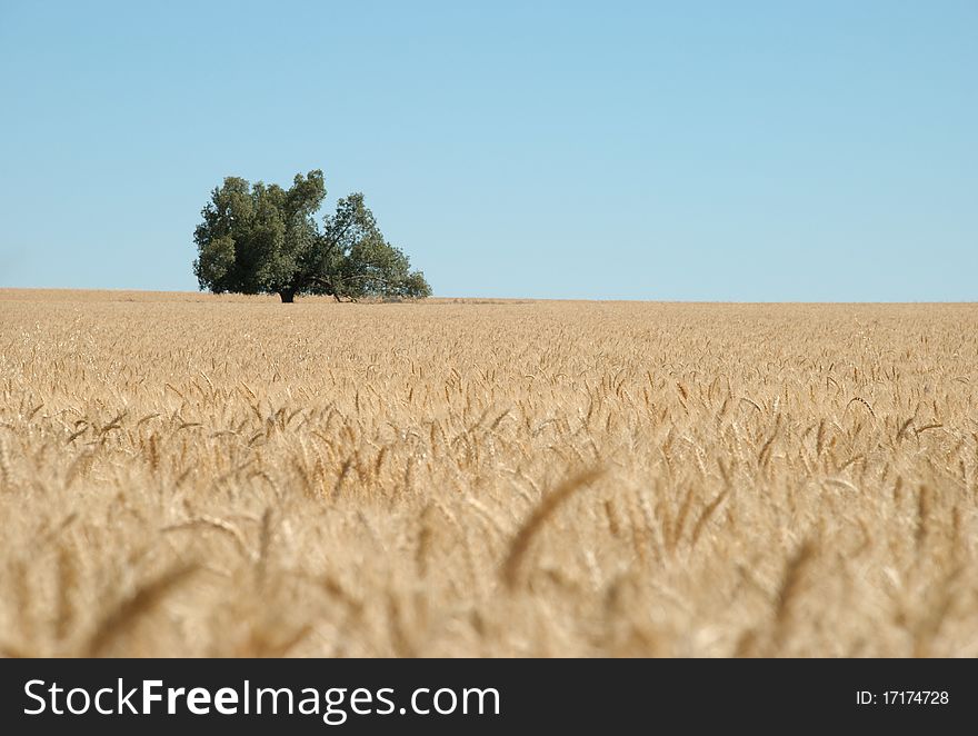 Trees on the horizon of a landscape