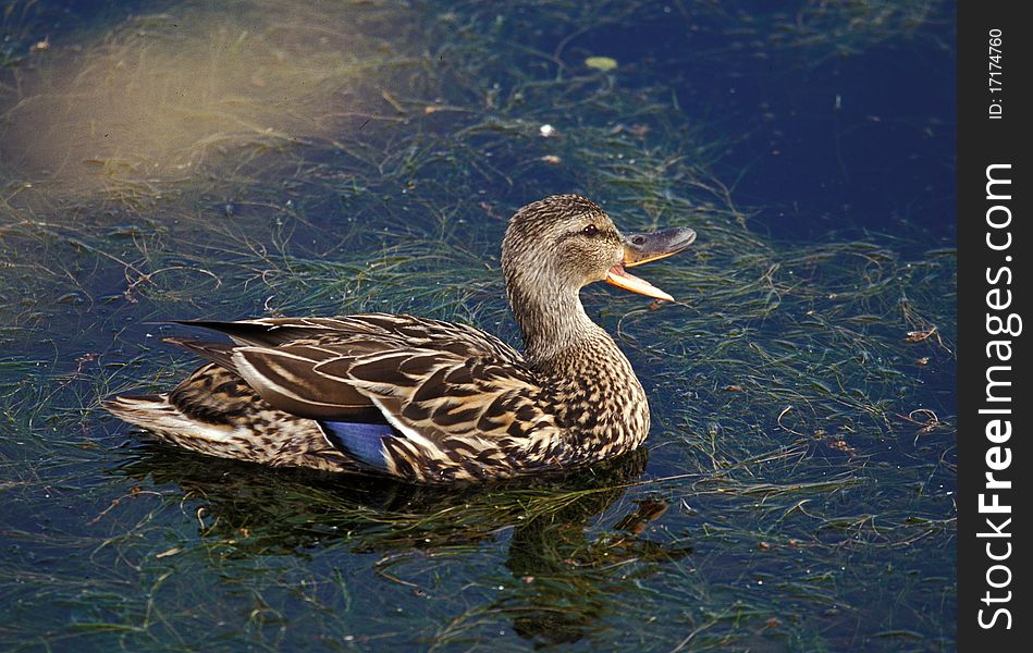 A female Mallard (Anas platyrhynchos) quacks at the rest of her flock. A female Mallard (Anas platyrhynchos) quacks at the rest of her flock