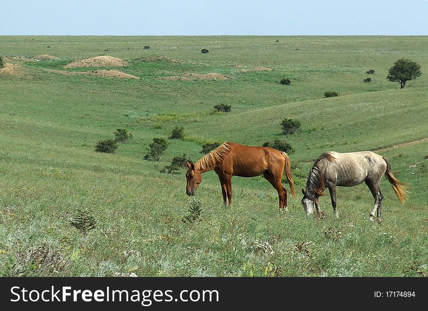 Horses on a pasture in Crimea.