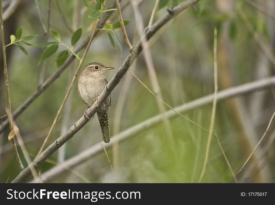 House Wren (Trogladytes aedon) on the hunt in a willow stand in Montana