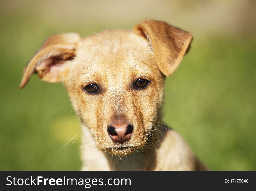 Cute puppy against green grass backgrout. Snout close-up