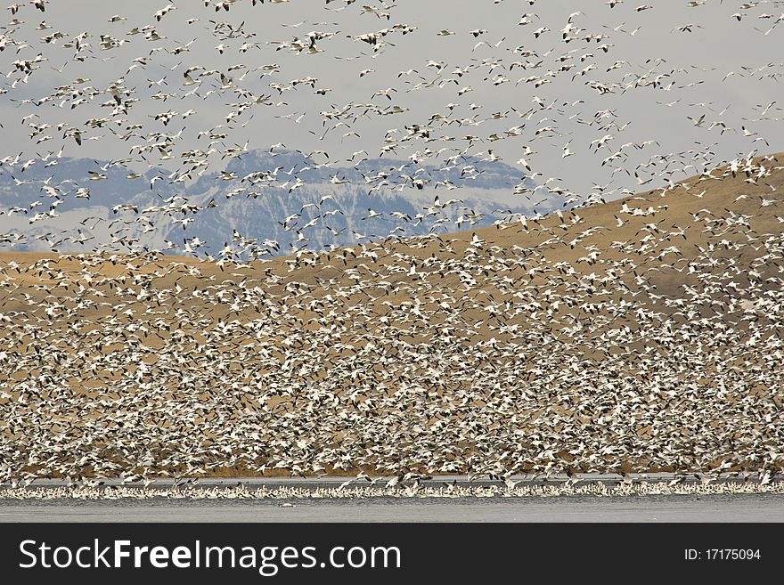 Snow Geese (Chen caerulescens) on migration through Montana on the way north. Snow Geese (Chen caerulescens) on migration through Montana on the way north