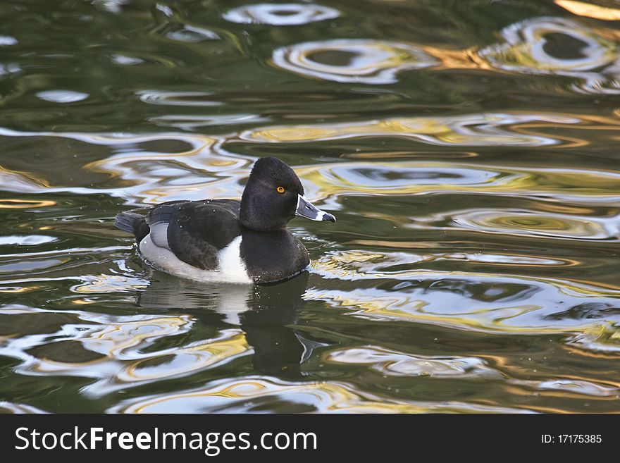 Ring-necked Duck at sunset