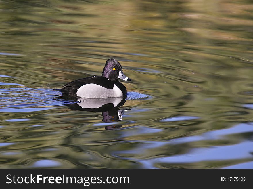 Ring-necked Duck