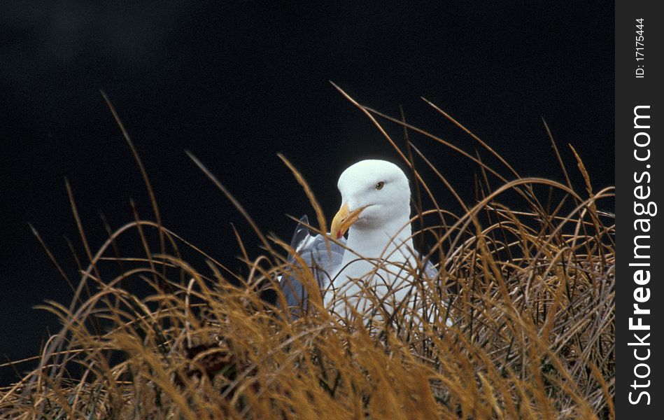 Western Gull (Larus occidentalis) resting near an Oregon beach. Western Gull (Larus occidentalis) resting near an Oregon beach