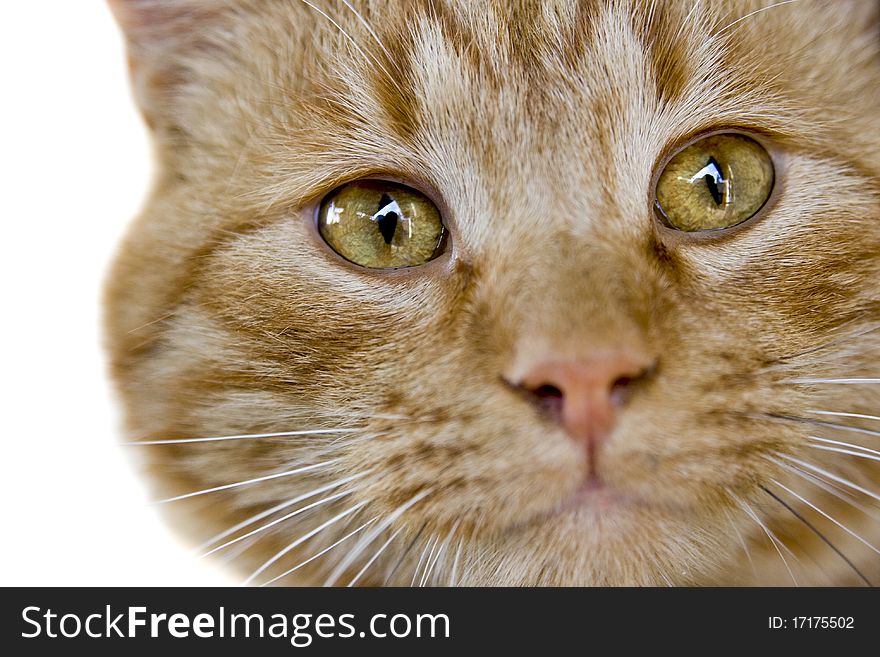 Close up of pet cat glaring eyes. Close up of pet cat glaring eyes