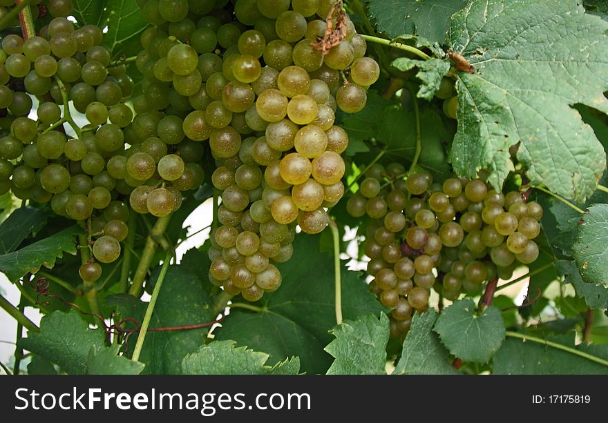 Grapes ready to be harvested to make white wine. Grapes ready to be harvested to make white wine.