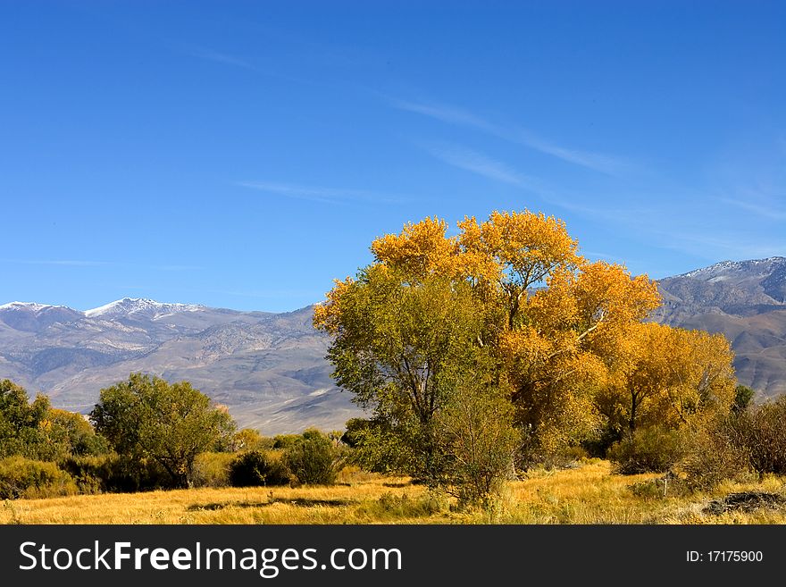 Fall colors in the Easter Sierra with distant mountains