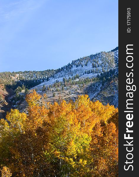 Fall colors in the Easter Sierra with distant mountains