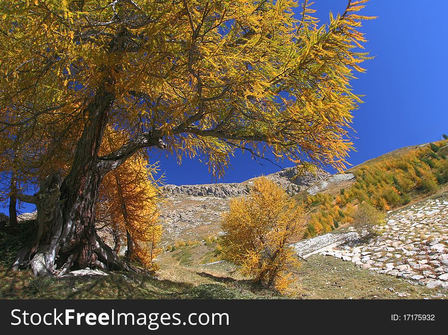 Yellow Tree In Alps
