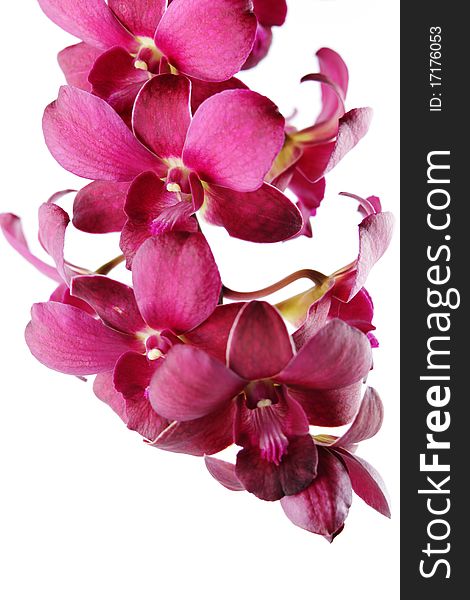 Beautiful Purple Orchid, Phalaenopsis hybrids