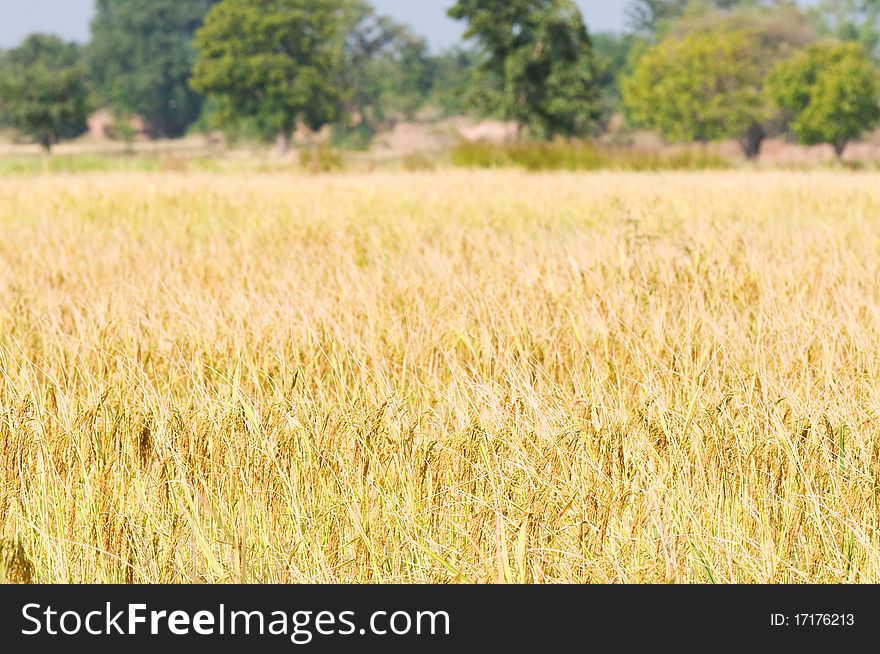 Mature rice field ready for harvesting