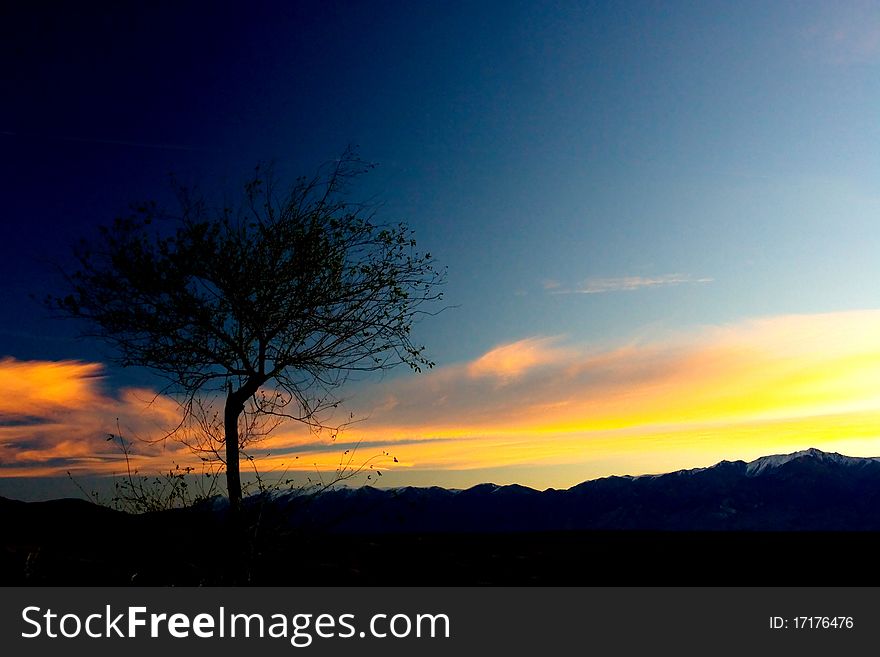 Silhouette Tree in the Sunset