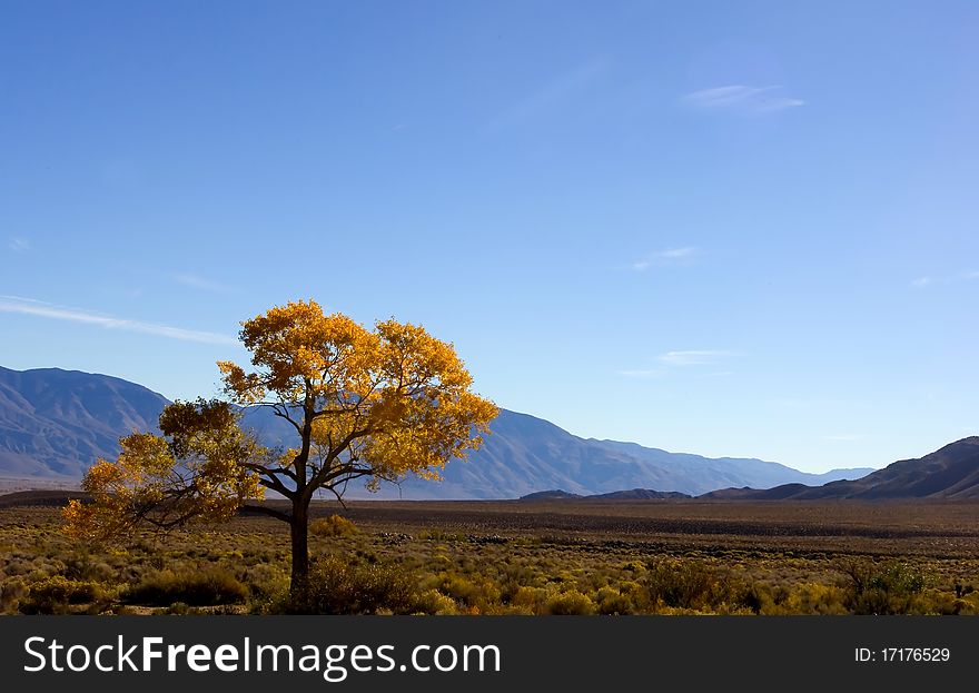 Lonely Tree In The Sierra