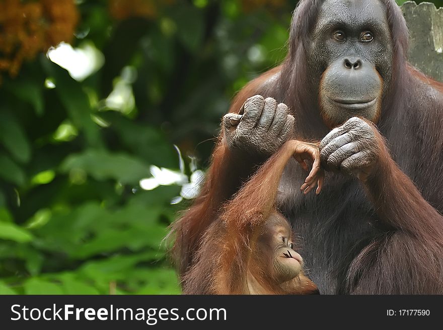 Orangutan, Mother And Child