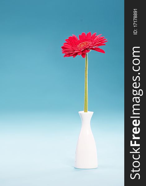 Red gerbera in vase isolated over blue. Red gerbera in vase isolated over blue