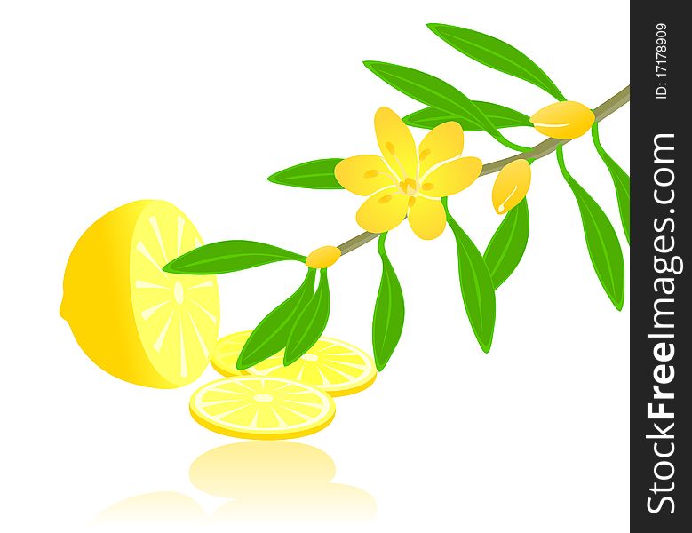 Fruit of a lemon and branch of a citron plant. A illustration. Fruit of a lemon and branch of a citron plant. A illustration