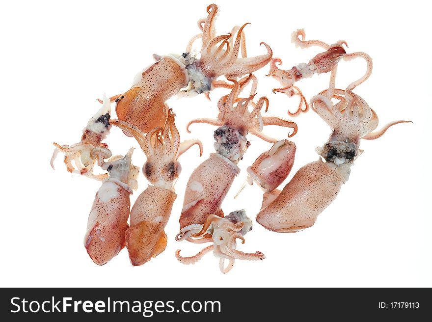 Steamed Cook Squids On A White Background. Steamed Cook Squids On A White Background