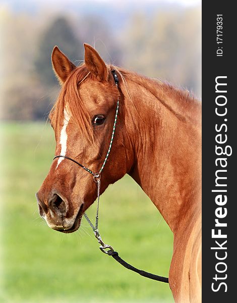 Portrait of an asil arabian thoroughbred. Portrait of an asil arabian thoroughbred