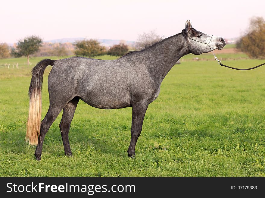 Arabian horse in show-posture
