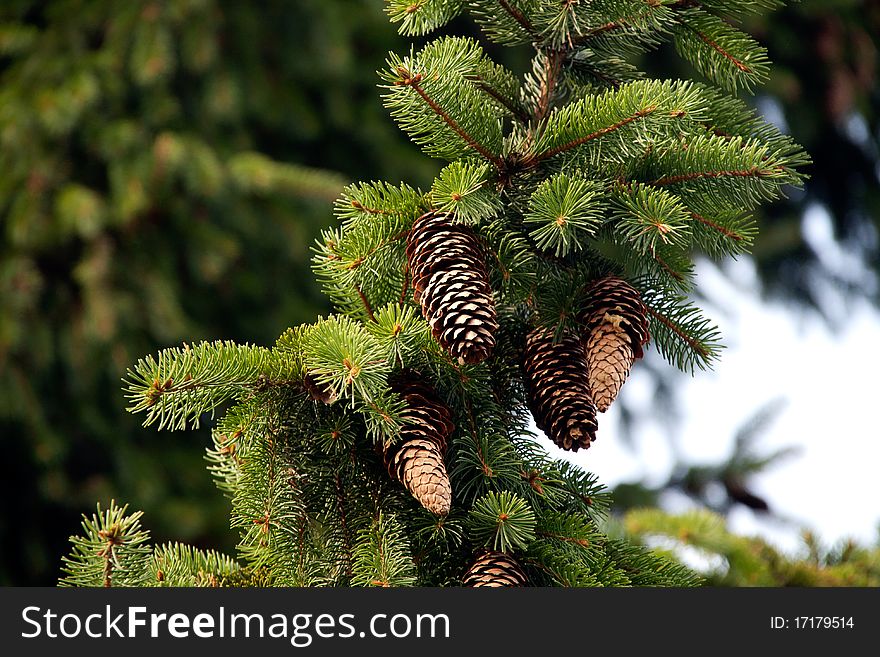 Fir cone as a detail shot