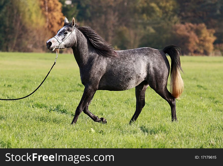 Trotting Arabian beauty at the meadows