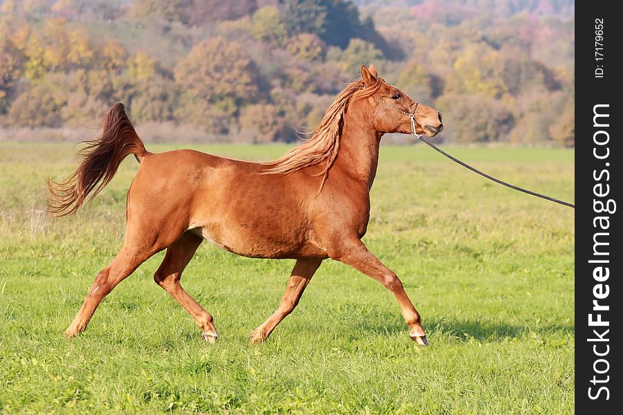 Purebred Asil-Arabian mare in motion. Purebred Asil-Arabian mare in motion