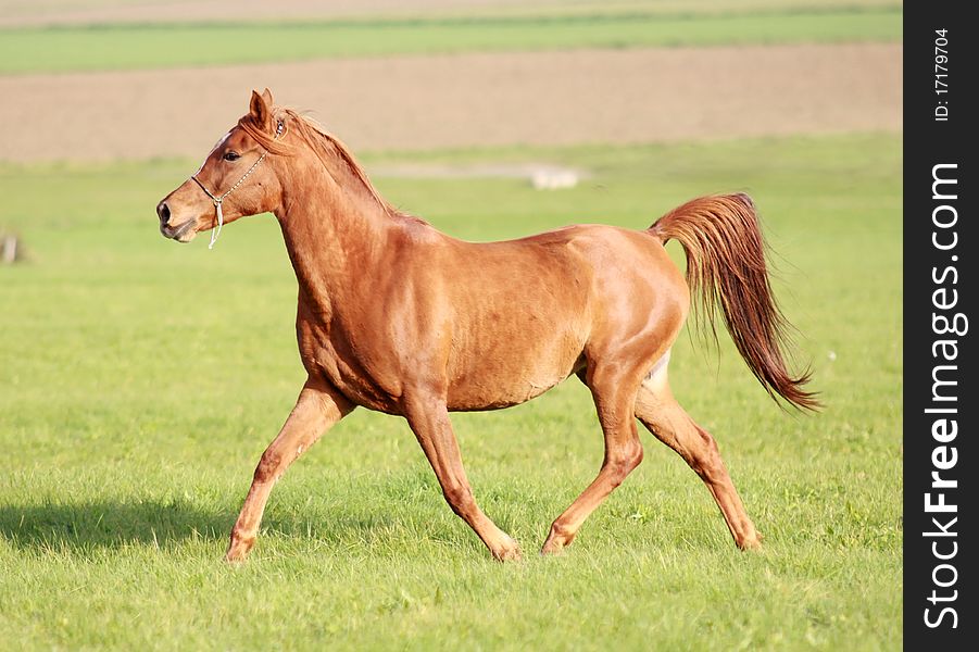 Sorrel coloured mare in the fields. Sorrel coloured mare in the fields