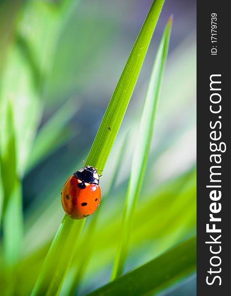 A Ladybug clinging to some grass.