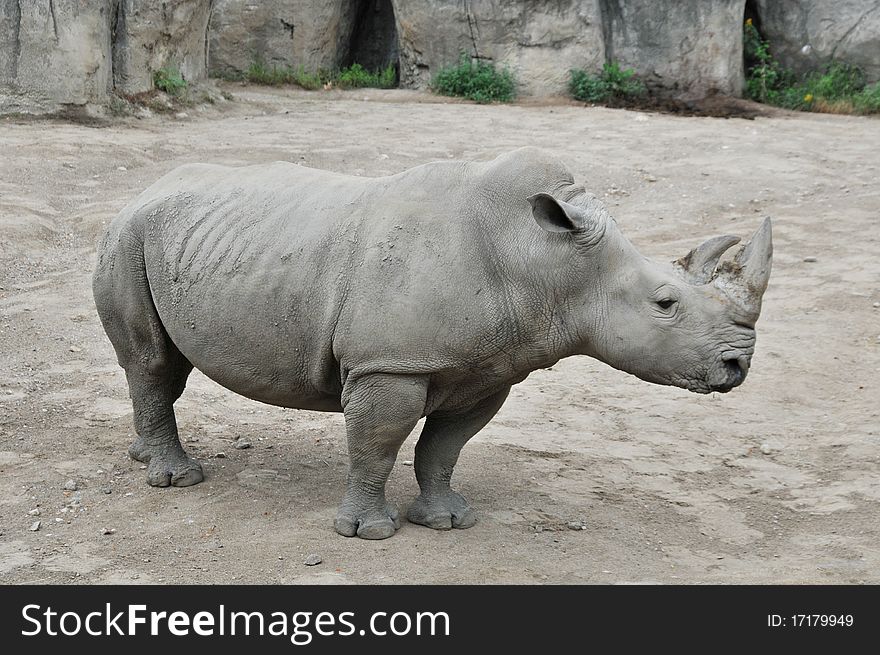 Rhinoceros in the zoo of Indianapolis