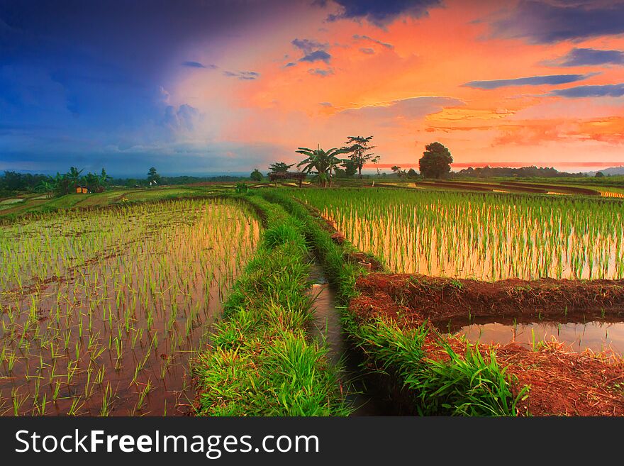 Amazing landscape with green paddy field with beautiful sunrise background, beautiful natural wallpaper in north bengkulu, indonesia. Amazing landscape with green paddy field with beautiful sunrise background, beautiful natural wallpaper in north bengkulu, indonesia