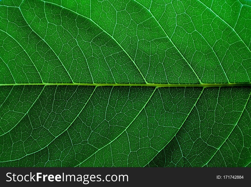 Details of a texture and detail of green leaf.