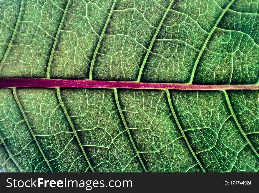 Details Of A Texture And Detail Of Green Leaf.