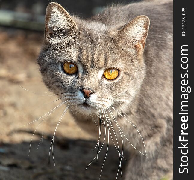 Portrait of a cat with orange eyes.